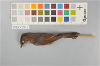 藏品(灰頭花翼畫眉)的圖片